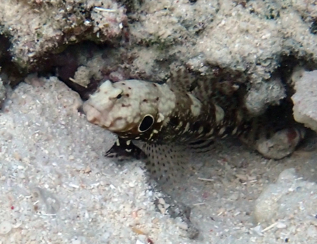 Blackspot Shrimpgoby