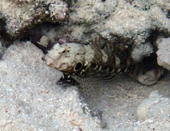 Blackspot Shrimpgoby photo 1