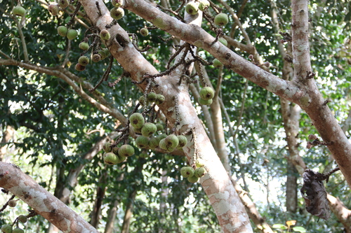 Foto de Figueira-da-china