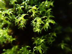 Dichodontium pellucidum