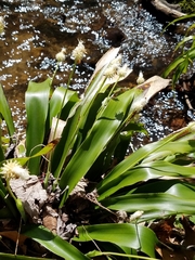 Carex fraseriana