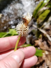 Carex fraseriana