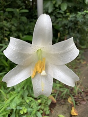 Lilium formosanum