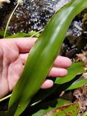 Carex fraseriana