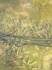 Western Spadefoot photo 5