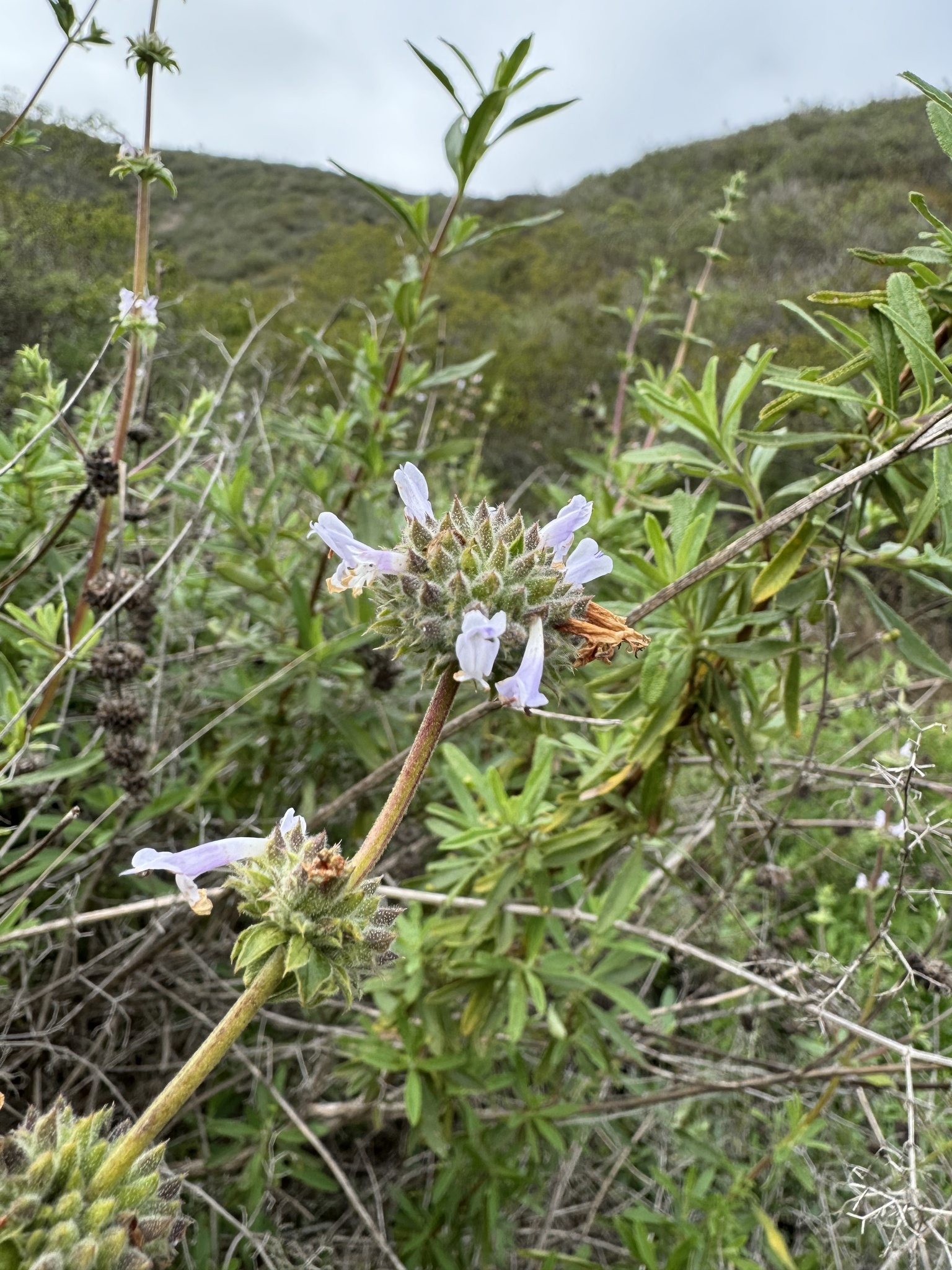 Salvia mellifera