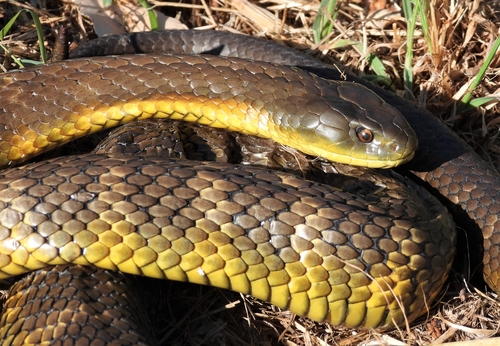 Tiger Snake sighting