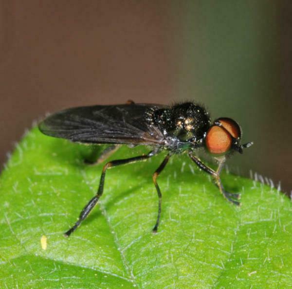 Beris strobli