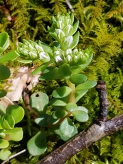 Sedum ternatum
