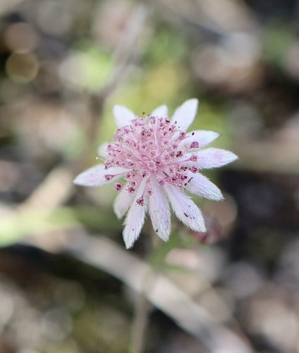 Actinotus forsythii, 2024-02-19
