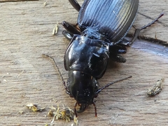 Plocamostethus planiusculus