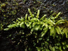 Claopodium whippleanum