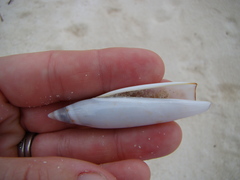 Terebellum terebellum