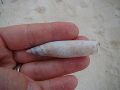 Terebellum terebellum