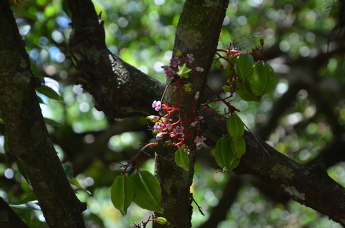 Averrhoa carambola - Whole tree