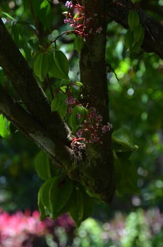 Averrhoa carambola - Leaves