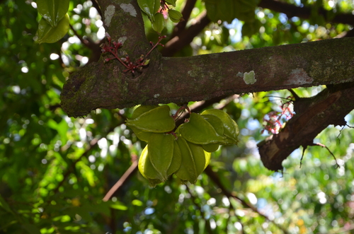 Averrhoa carambola - Leaves