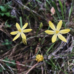 Triteleia ixioides scabra