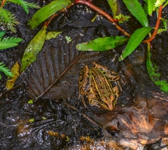 Lithobates kauffeldi