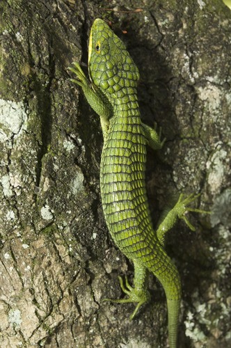 Terrestrial Arboreal Alligator Lizard
