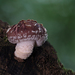 香菇 - Photo 由 Joseph Pallante 所上傳的 (c) Joseph Pallante，保留部份權利CC BY-NC-ND