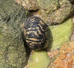 Nerita tessellata