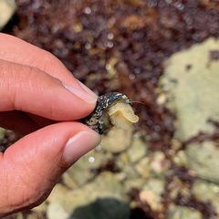 Nerita tessellata