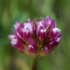 Trifolium ciliolatum