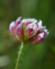 Trifolium bifidum