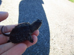 Chelydra serpentina