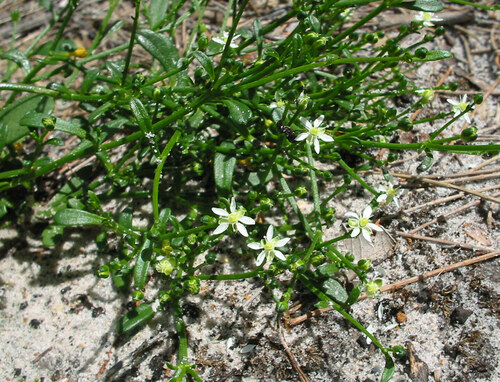 Macarthuria neocambrica (Macarthuria neocambrica)