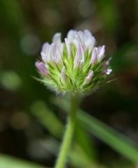 Trifolium microcephalum