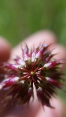 Trifolium ciliolatum