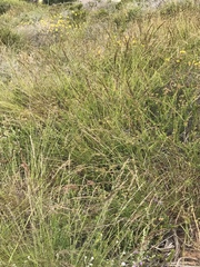 Melica imperfecta