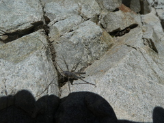 Petrotettix cupolaensis