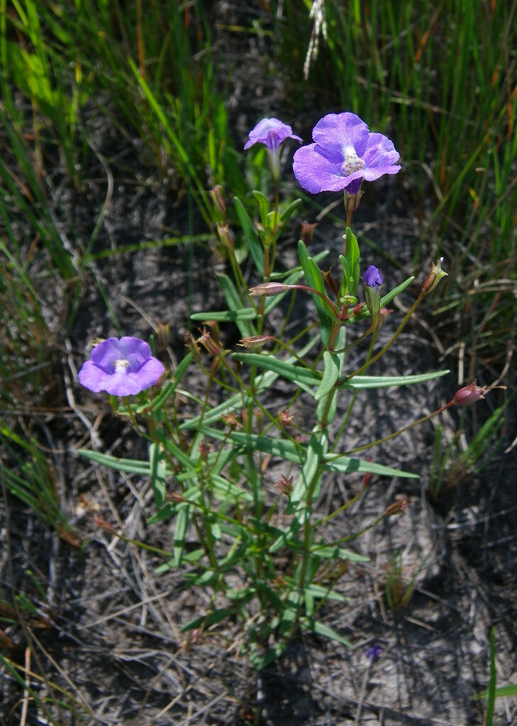 Slender Monkeyflower