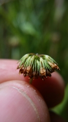 Trifolium bifidum