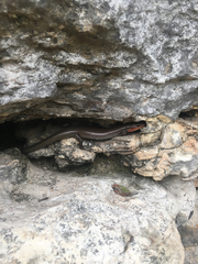 Plestiodon tetragrammus
