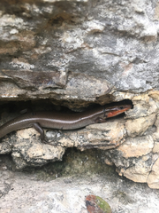 Plestiodon tetragrammus