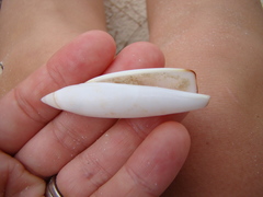 Terebellum terebellum
