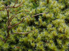Racomitrium canescens