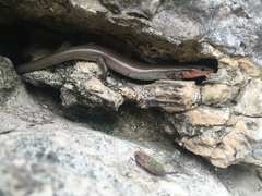 Plestiodon tetragrammus