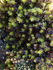 Racomitrium aciculare