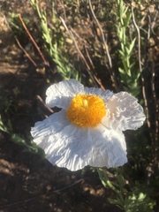 Romneya coulteri