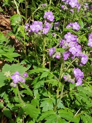 Phacelia bipinnatifida