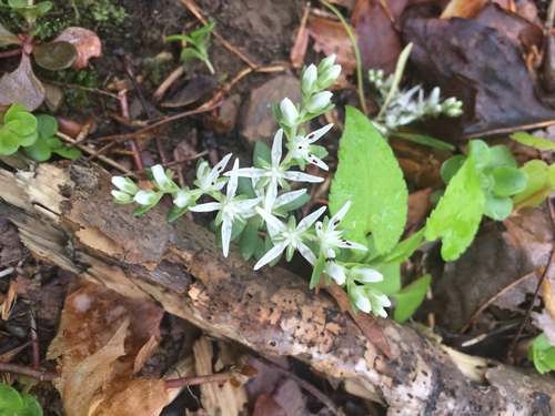 Sedum ternatum