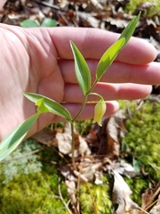 Uvularia puberula