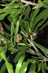 Anthophora californica