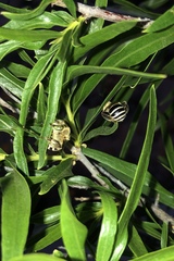 Anthophora californica