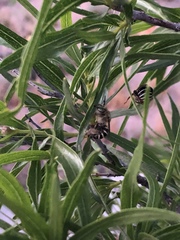 Anthophora californica